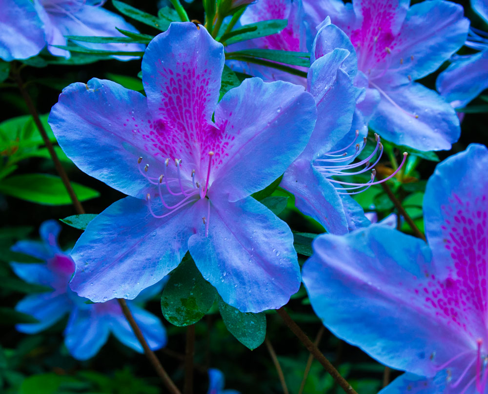 Blue Azalea | Fiore estetico, Piante, Fotografia di fiori